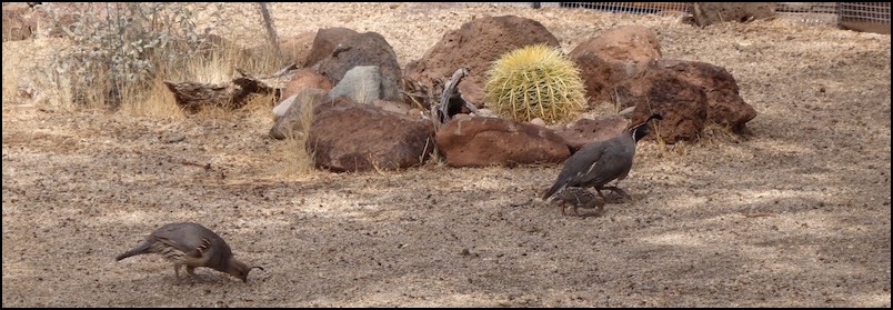 Quail family in desert setting